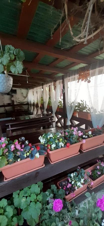 Casa David Hotel Сулина Екстериор снимка